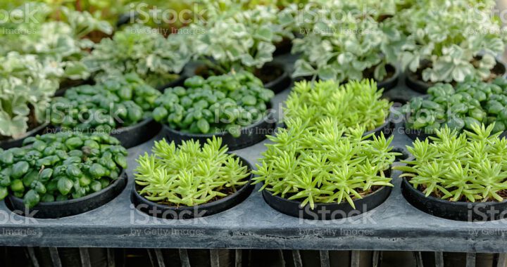 set of green house plant  growing in nursery tray